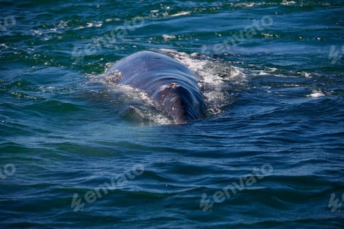 Preview: Gray Whales, Eschrichtius Robustus, Boca De La Soledad, Baja California Sur, Mexico