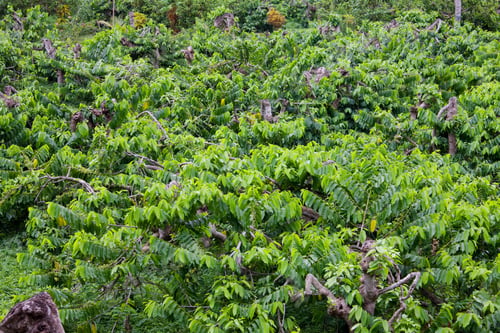 Preview: Ylang-Ylang Plantation At Nosy Be, Madagascar