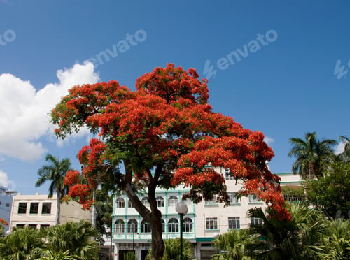 Preview: Flame Tree Or Flamboyant At Port Louis, Mauritius, Africa