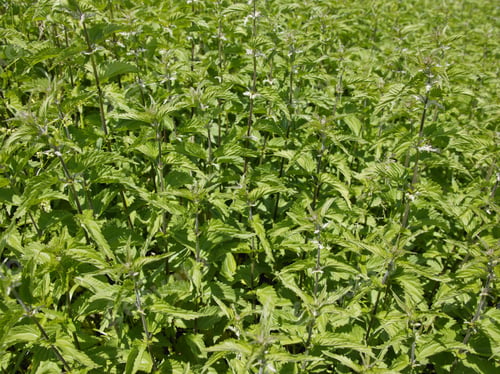 Preview: Close Up Of Nettle Plant