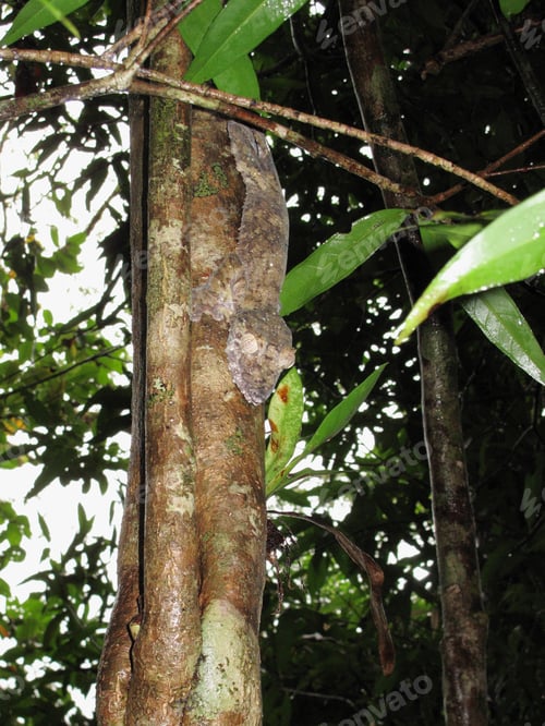 Preview: Gecko, Uroplatus Fimbriatus, Nosy Mangabe, Madagascar