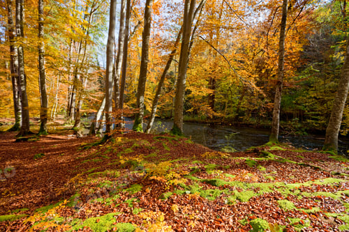 Preview: Autumn Forest And Wuerm River, Starnberg, Bavaria, Germany