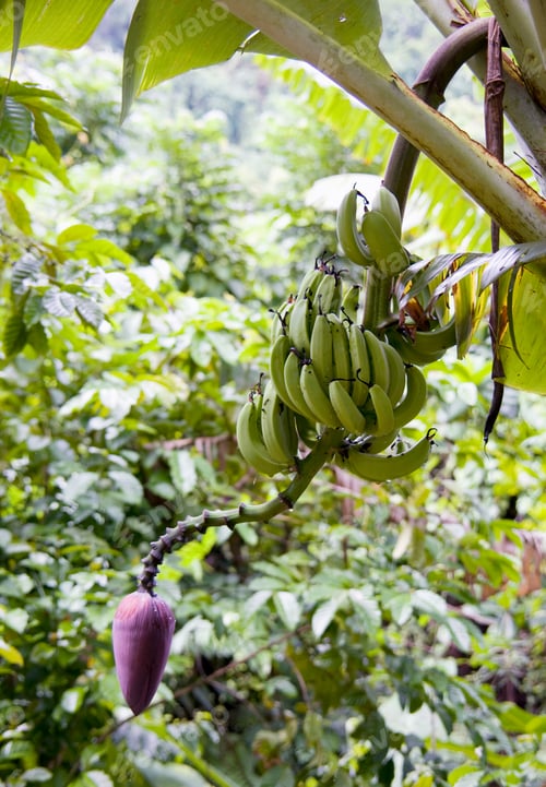 Preview: Banana Bunch At Nosy Komba, Madagascar