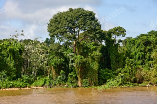 Preview: Riverbank Of Breves Channels Near Breves, Brazil