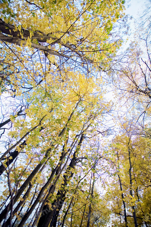 Preview: Low Angle View Of Trees In Autumn