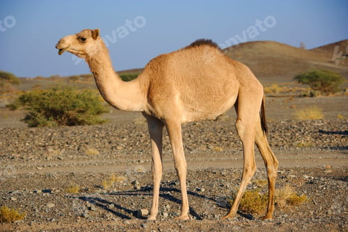 Preview: Dromedary In Desert Near Ibra, Ash Sharqiyah Region, Oman