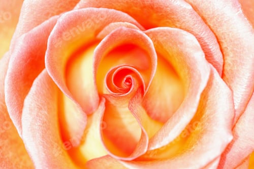 Preview: Close-Up Of Orange And White Rose