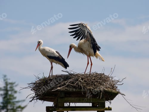 Preview: White Stork, Ciconia Ciconia, In Nest