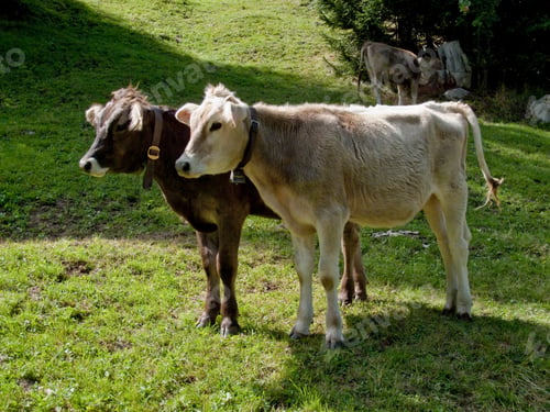 Preview: Two Calves Wearing Bells, Dischma Valley, Grisons, Switzerland