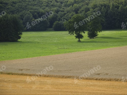 Preview: Grain Field Next To Meadow And Forest, Bavaria, Germany