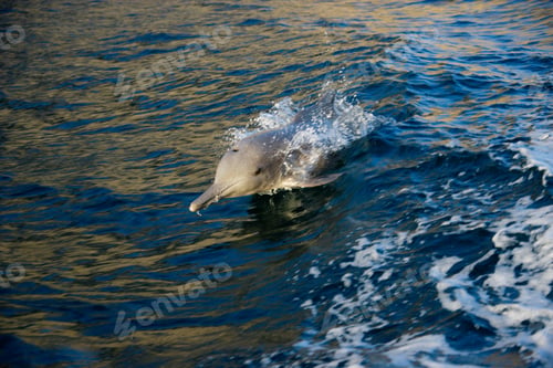 Preview: Bottlenose Dolphin Jumping, Musandam Peninsula, Exclave Of Oman