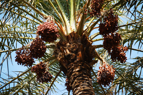 Preview: Low Angle View Of Date Palm, Al Ain, Emirate Of Abu Dhabi, United Arab Emirates