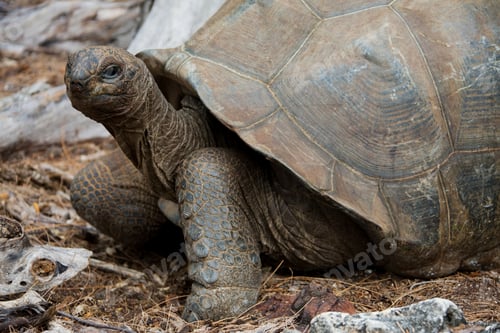 Preview: Aldabra Giant Tortoise, Aldabra Atoll, Seychelles,
