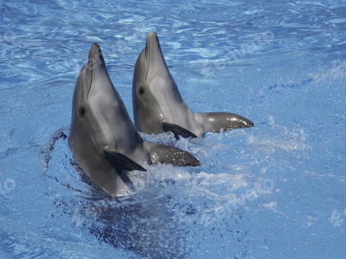 Preview: Bottlenose Dolphins Holding Heads Out Of Water, Loro Parque, Tenerife, Canary Islands, Spain