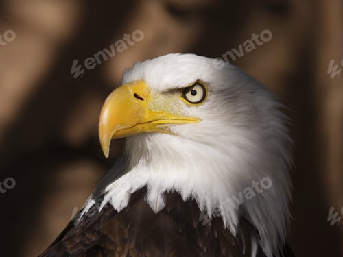 Preview: Close Up Of Bald Eagle