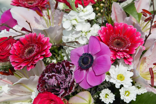 Preview: Close-Up Of A Bouquet Of Flowers