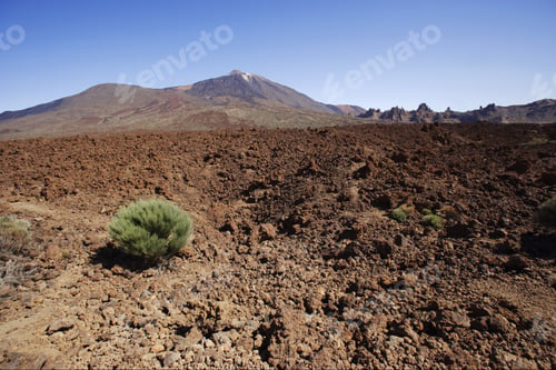 Preview: Bush In Rocky Ground With Mount Teide In Background, Teide National Park, Tenerife, Canary Islands