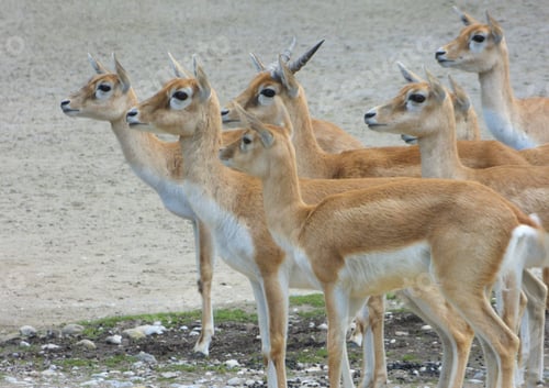Preview: Blackbucks, Antilope Cervicapra, Hellabrunn Zoo, Munich, Bavaria, Germany