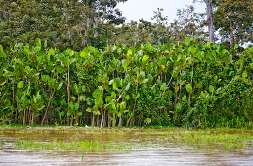 Preview: Montrichardia Arborescens At Riverside Near Balaio, Amazon River, Brazil