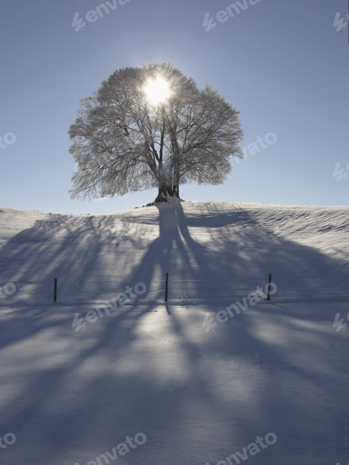 Preview: Sun Shining Through Tree In Snow, Bavaria, Germany