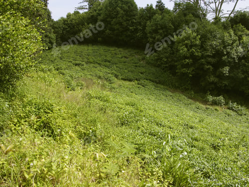 Preview: Tea Plants At Tea Plantation, Mahe', Seychelles