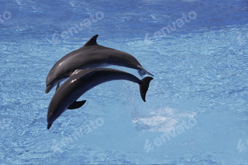 Preview: Bottlenose Dolphins Jumping Out Of Water, Loro Parque, Tenerife, Canary Islands, Spain