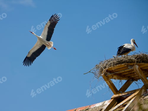 Preview: White Stork, Ciconia Ciconia, In Flight