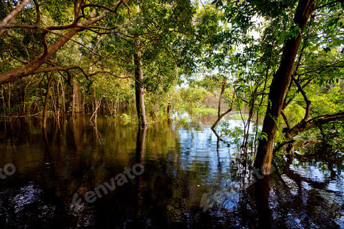 Preview: Branch Of The Amazon River At Cuxiu Muni, Brazil
