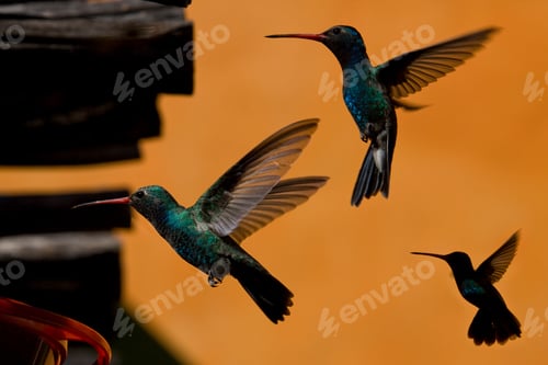 Preview: Hummingbirds, El Fuerte, Sinaloa, Mexico