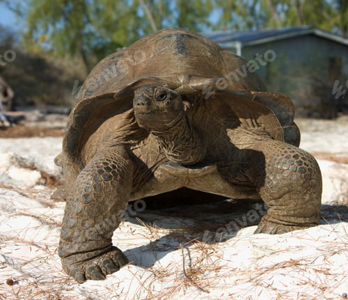 Preview: Aldabra Giant Tortoise, Aldabra Atoll, Seychelles,