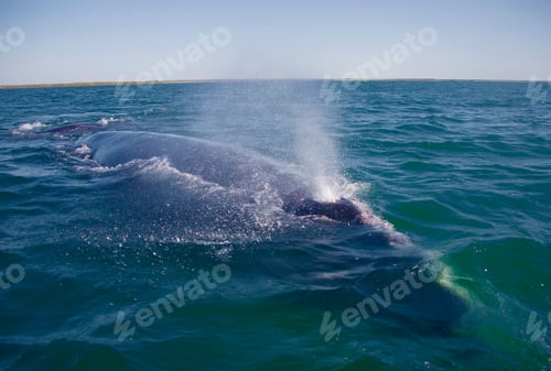 Preview: Gray Whale, Eschrichtius Robustus, Boca De La Soledad, Baja California Sur, Mexico