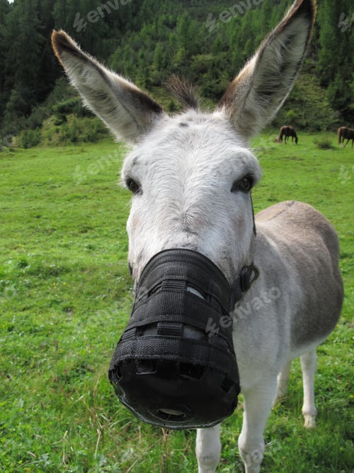 Preview: Muzzled Donkey, Davos, Grisons, Switzerland