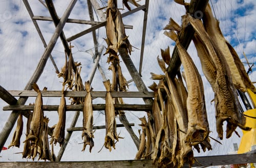 Preview: Stockfish, Dried Cod, Hanging On Wooden Racks, In Gjesvaer, Nordkapp, Norway
