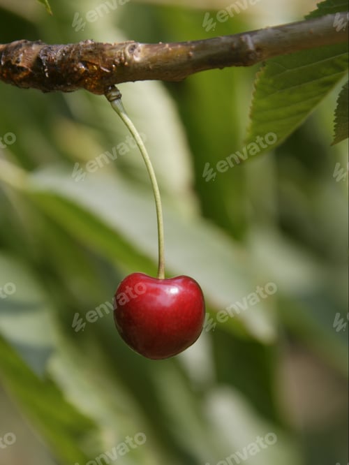 Preview: Close Up Of Cherry On Tree