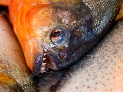 Preview: Close Up Of Red-Bellied Piranha, Pygocentrus Nattereri, Cuxiu Muni, Amazon River, Brazil