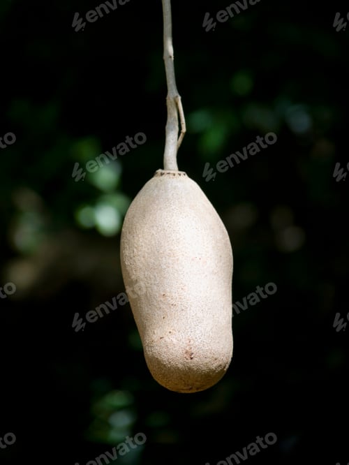 Preview: Sausage Tree Fruit At Sir Seewoosagur Ramgoolam Botanical Garden Near Port Louis, Mauritius, Africa