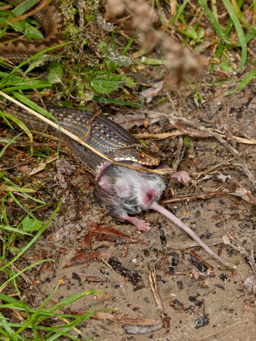 Preview: Common European Adder, Vipera Berus, Eating A Rat