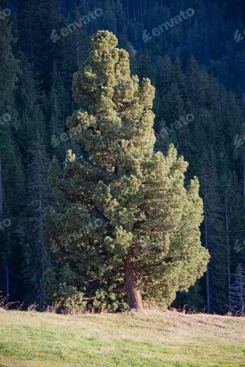 Preview: Swiss Pine Trees, Pinus Cembra, Monstein, Davos, Grisons, Switzerland