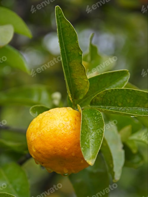Preview: Close Up Of Tangerine On Tree, North Island, New Zealand