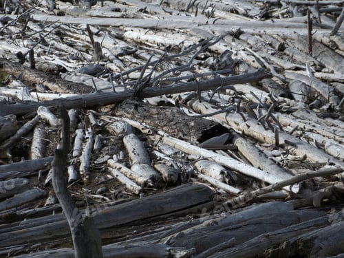 Preview: Driftwood On Fraser River, British Columbia, Canada