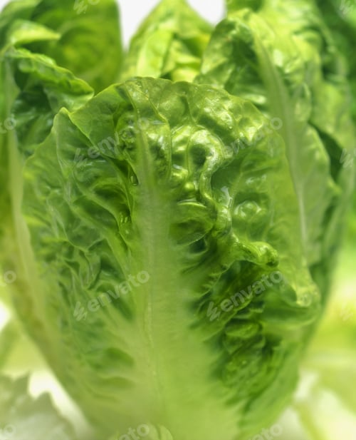 Preview: Close-Up Of One Head Of Romaine Lettuce
