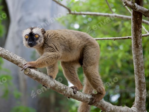 Preview: Common Brown Lemur, Mayotte, French Overseas Department, Union Of The Comoros, Africa