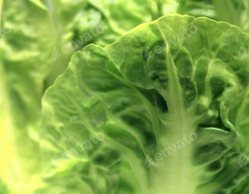 Preview: Close-Up Of One Head Of Romaine Lettuce