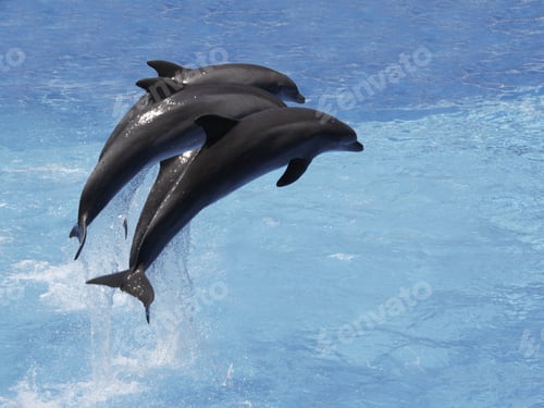 Preview: Bottlenose Dolphins Jumping Out Of Water, Loro Parque, Tenerife, Canary Islands, Spain