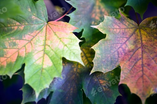 Preview: Close Up Of Wine Leaves In Autumn