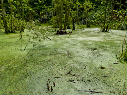 Preview: Swamp At Nationalpark Jasmund, Ruegen Island, Mecklenburg-Western Pommerania, Germany