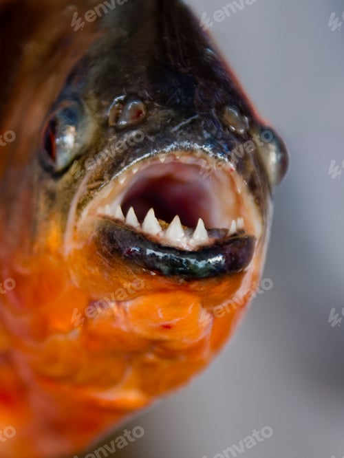 Preview: Close Up Of Red-Bellied Piranha, Pygocentrus Nattereri, Cuxiu Muni, Amazon River, Brazil