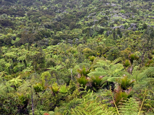Preview: Original Vegetation At Mount Manaia, North Island, New Zealand