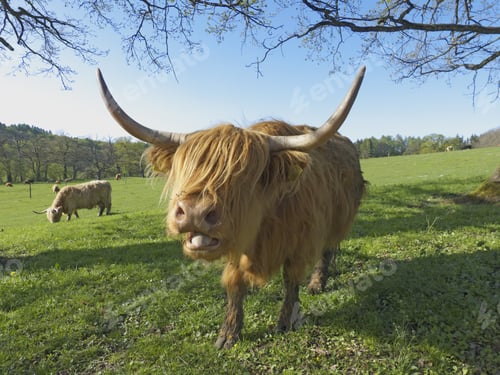 Preview: Highland Cattle On Farm, Seefeld, Bavaria, Germany