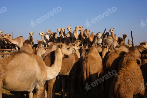 Preview: Camel Market At The Oasis Al Ain, Emirate Of Abu Dhabi, United Arab Emirates